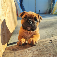 Continental Bulldog Prima Cucciolata Italiana ENCI