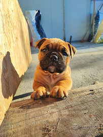 Continental Bulldog Prima Cucciolata Italiana ENCI