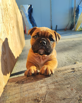 Continental Bulldog Prima Cucciolata Italiana ENCI