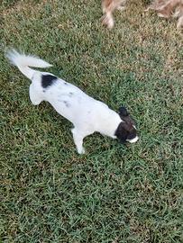 Cane jack russel