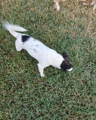 Cane jack russel