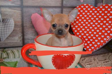 Chihuahua toy