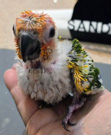 Conuro del sole allevato