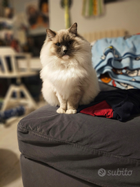 Ragdoll maschio sterilazzato