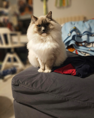 Ragdoll maschio sterilazzato