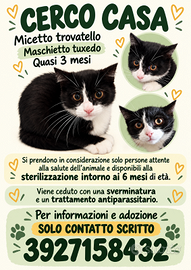 MICETTO GATTINO TROVATELLO 3 MESI TUXEDO