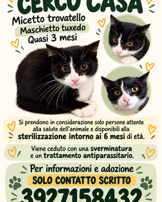 MICETTO GATTINO TROVATELLO 3 MESI TUXEDO