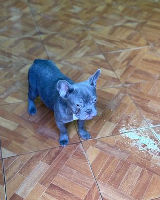 Bull dog francese