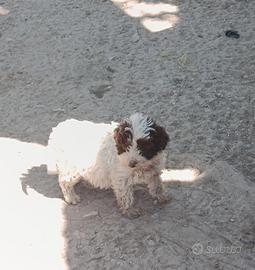 Cucciolo di Lagotto