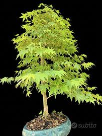Bonsai acero palmato