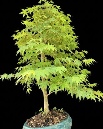 Bonsai acero palmato