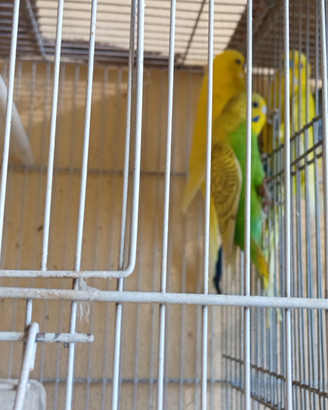 Cocorite
