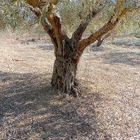 ulivi alberi 