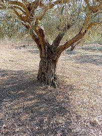 ulivi alberi 