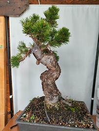 Bonsai pino nero giapponese