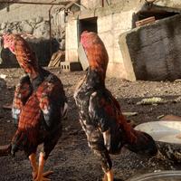 Galline ko Shamo
