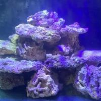 Rocce acquario marino