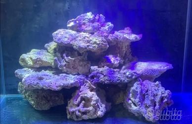 Rocce acquario marino