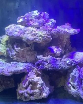 Rocce acquario marino