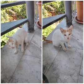 Gattina bianca e beige occhi verdi