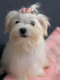 Cane maltese