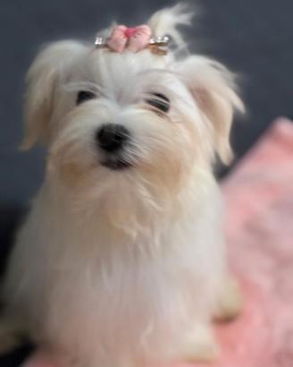 Cane maltese