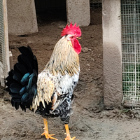 Gallo incrocio ancona , giovane,2025