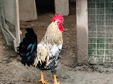 Gallo incrocio ancona , giovane,2025
