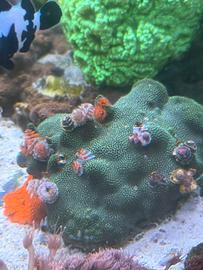Acquario marino