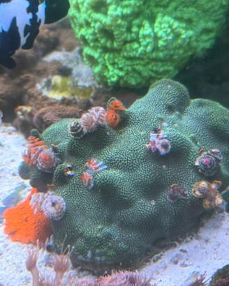 Acquario marino
