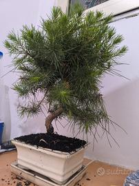 bonsai pino 