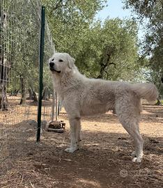 Pastore Maremmano abruzzese X Monta