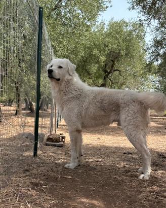 Pastore Maremmano abruzzese X Monta