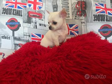 Chihuahua femmina linea russa bianca toy 85