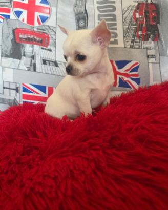 Chihuahua femmina linea russa bianca toy 85