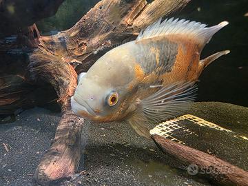Oscar fish