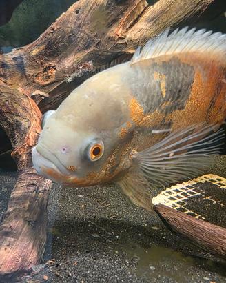 Oscar fish