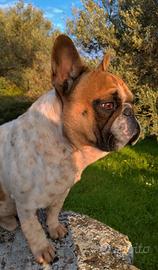 Bulldog Francese monta