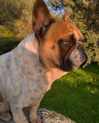 Bulldog Francese monta