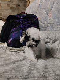 Minuscolo barboncino Mini toy