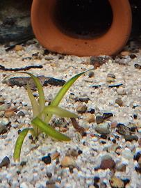 bunoncephalus 