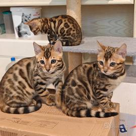 Gattini Bengal ipoallergenici pronti