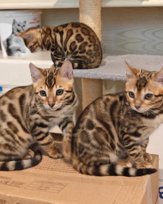 Gattini Bengal ipoallergenici pronti
