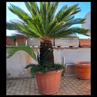 una bella pianta di cycas alta 1,80cm 