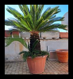 una bella pianta di cycas alta 1,80cm 