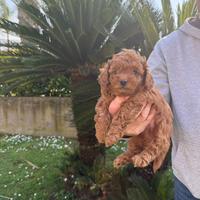 Barboncino toy nano ( tuk kap)