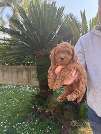 Barboncino toy nano ( tuk kap)