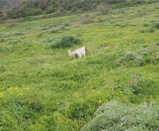 Cuccioloni Setter Inglese