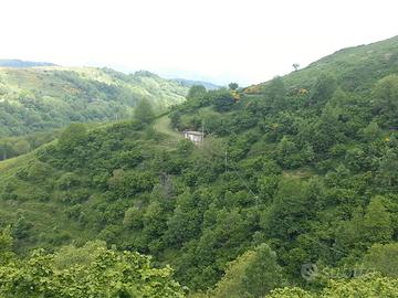 Terreno Agricolo coltivato a Noccioleto