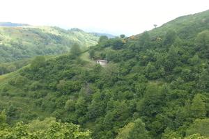 Terreno Agricolo coltivato a Noccioleto